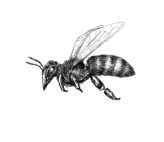 Bee Animation