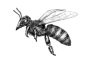 Bee Animation